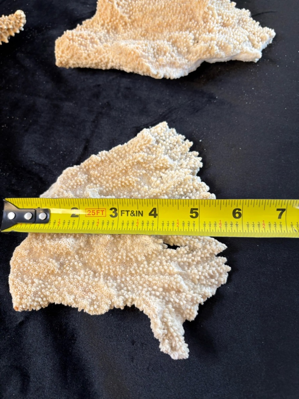 Collectible Natural Starfish and Coral Display - Golden and Cream - Picture 11 of 12